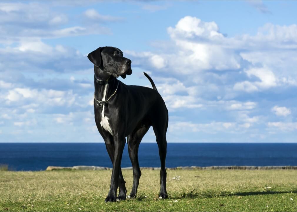 #15. Great Dane
